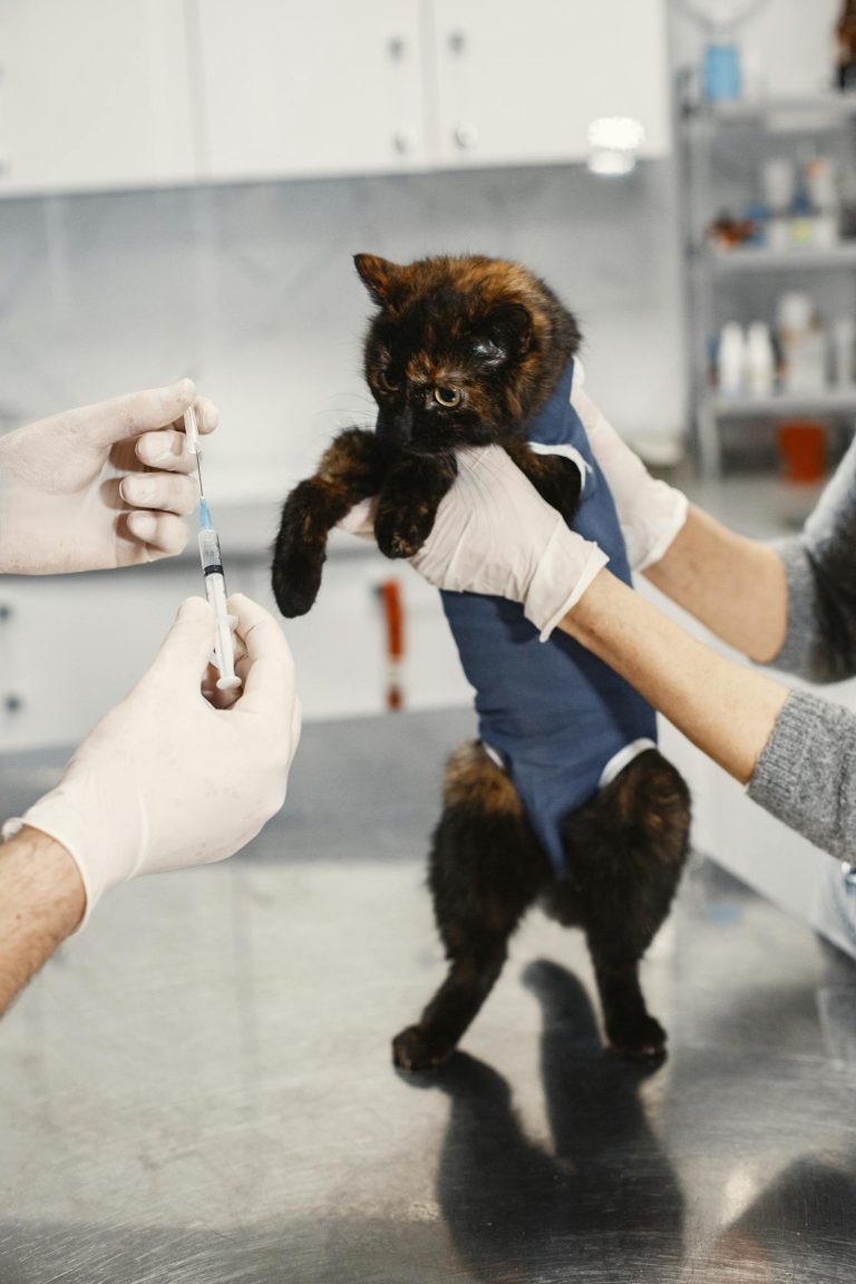 A tortoiseshell cat being prepared for vaccination in a veterinary clinic.