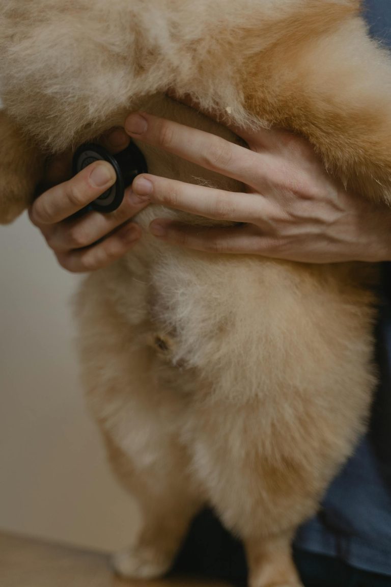 A veterinarian performs a checkup on a fluffy dog using a stethoscope, highlighting care and wellness.