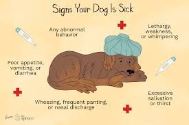 signs your pet is sick