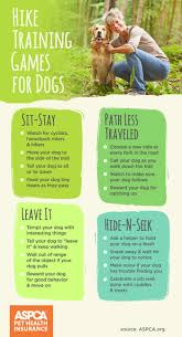 A dog owner exercising with their dog outdoors - best exercises for dogs guide