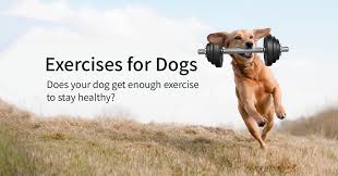 A happy dog running and exercising outdoors in an open field