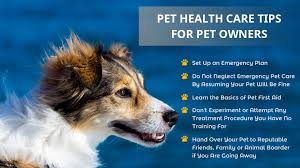 basic pet care tips for new pet owners - dog collar with ID tag and microchip