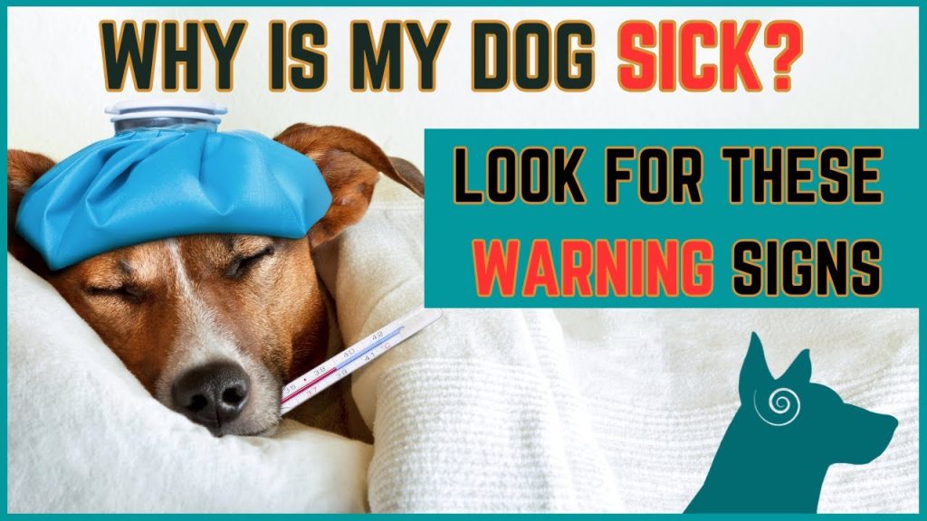 signs your pet is sick